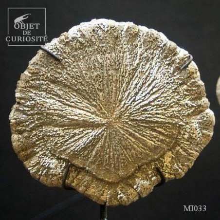 Pyrite dollar (USA) sur socle baroque laiton