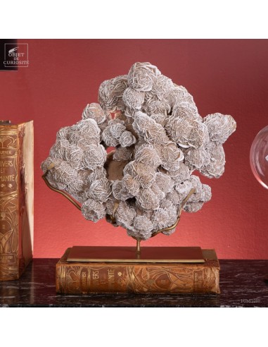 Rose des sables du Mexique (8.5kg)