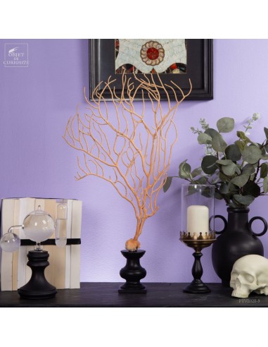 Gorgone beige à filaments sur base noire