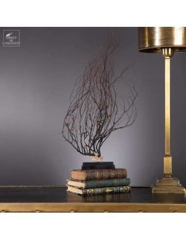 Atlantic sea whip on black base