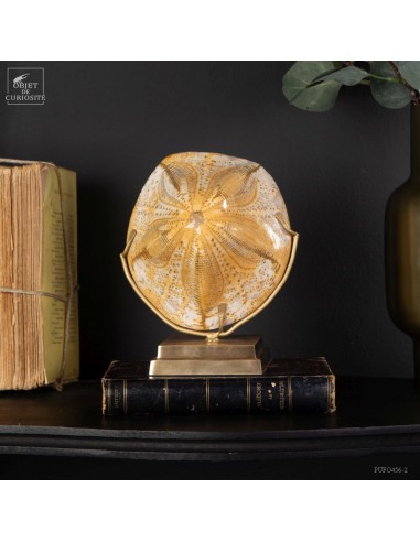 Fossile de dollar des sables...