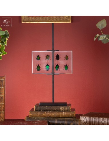 8 cétoines vertes dans résine 8 cétoines vertes dans résine