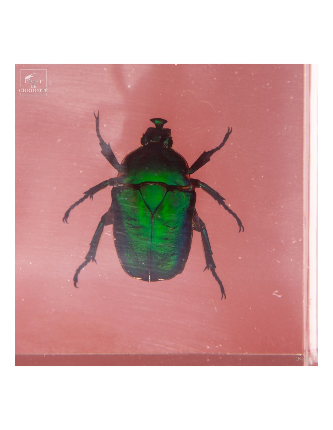 8 cétoines vertes dans résine 8 cétoines vertes dans résine