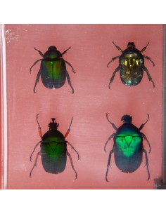 8 green Asian beetles in resin 2