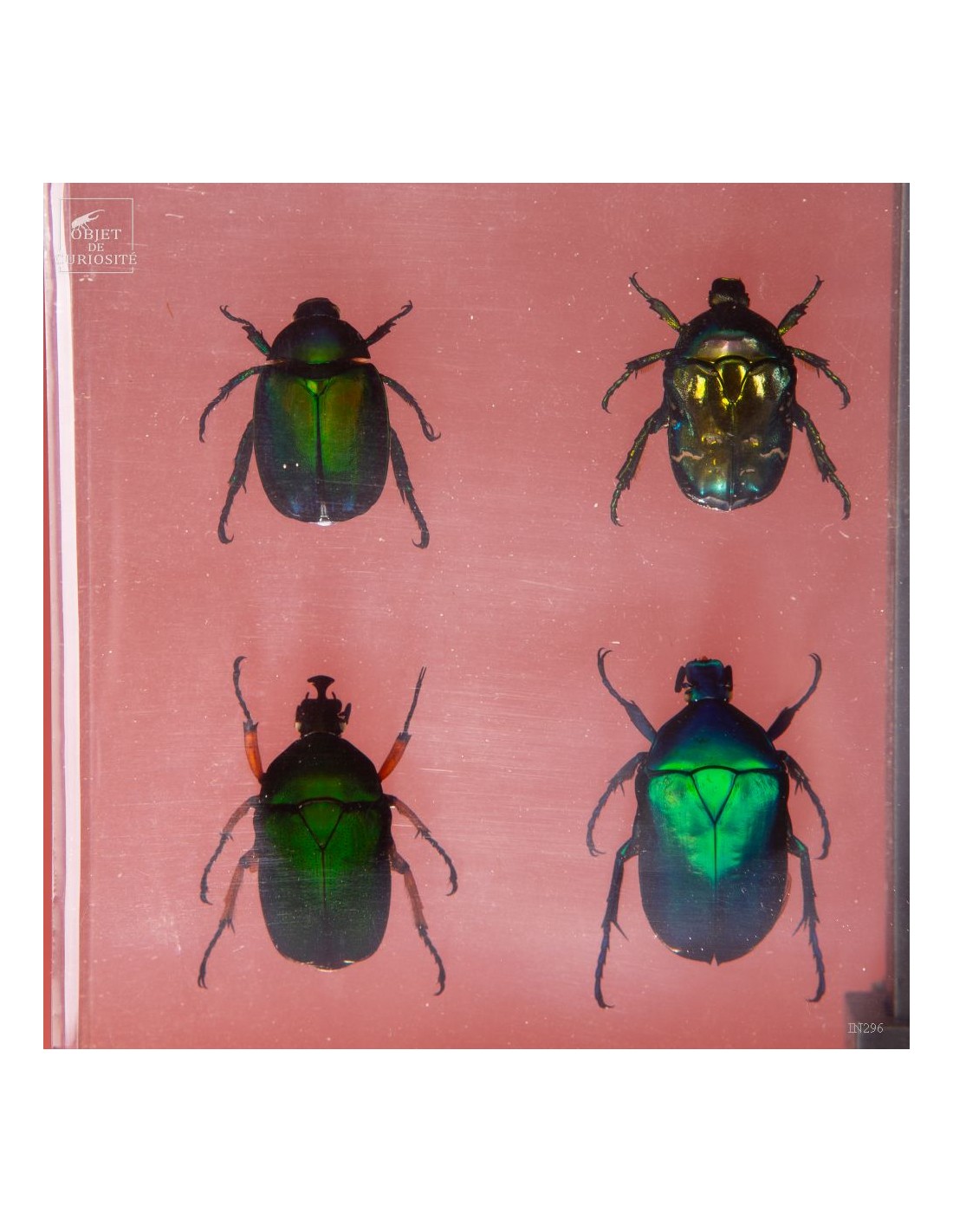 8 cétoines vertes dans résine 8 cétoines vertes dans résine