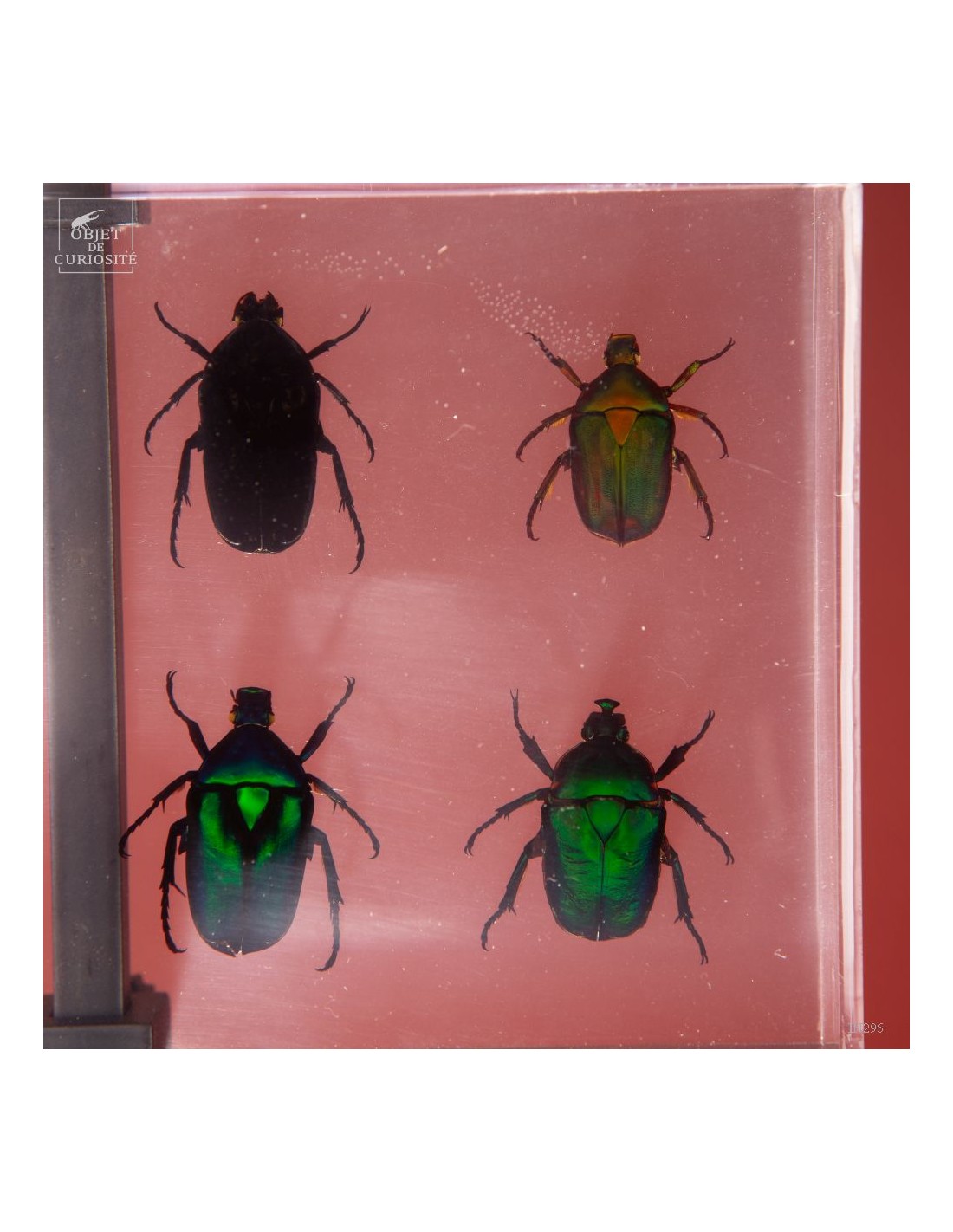 8 cétoines vertes dans résine 8 cétoines vertes dans résine