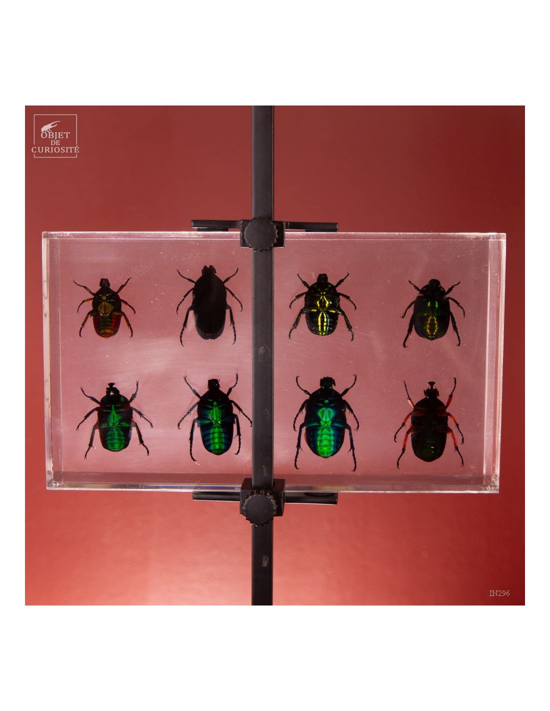 8 cétoines vertes dans résine 8 cétoines vertes dans résine