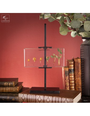 Germination de l'arachide dans résine