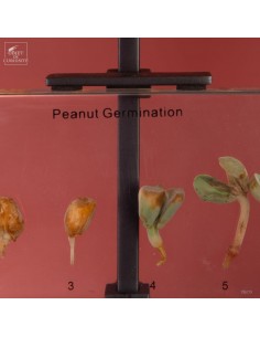 Peanut germination in 6 steps 2