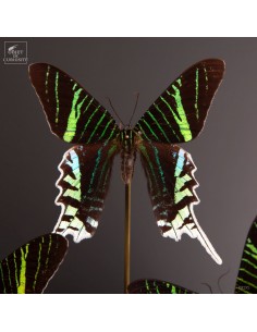 8 URANIA LEILUS butterflies... 2