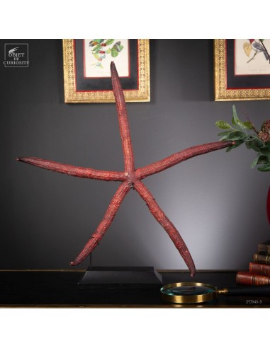 Giant LINCKIA sp. starfish