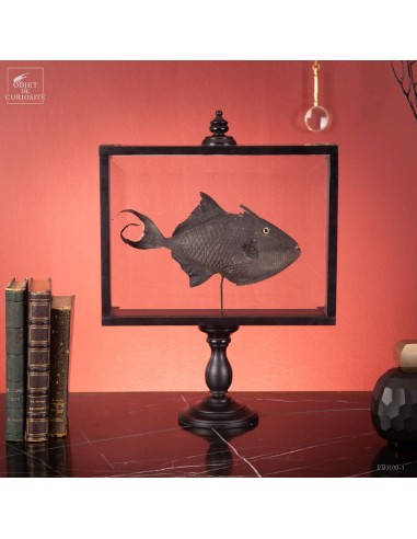 Black Ballista fish from the Philippines