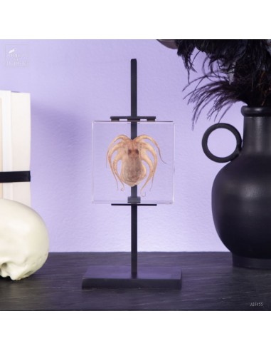 Octopus in resin on black easel