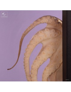 Octopus in resin on black... 2