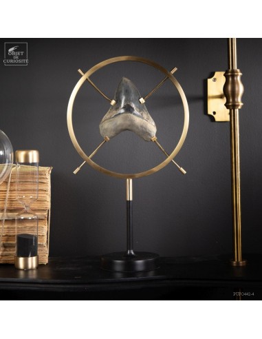 Dent de mégalodon dans support vertical