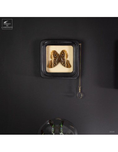CALIGO ATREUS butterfly in frame