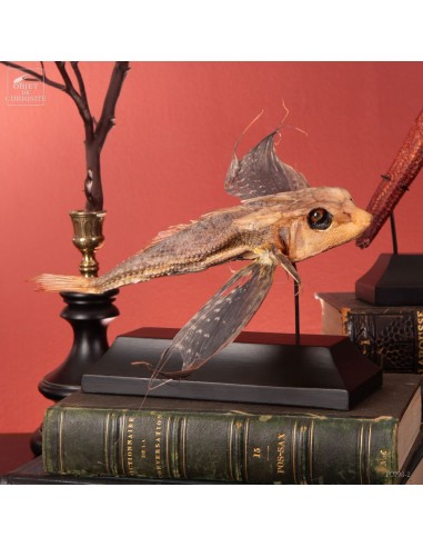 Grondin volant naturalisé