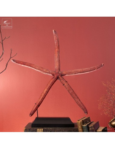 Etoile de mer 5 branches géante