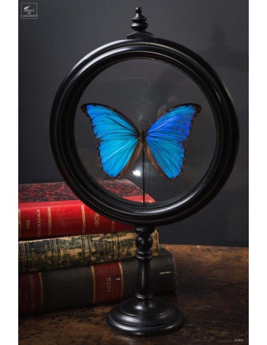 Papillon bleu dans reliquaire GM Papillon bleu dans reliquaire GM