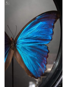 Blue morpho in round glass... 2