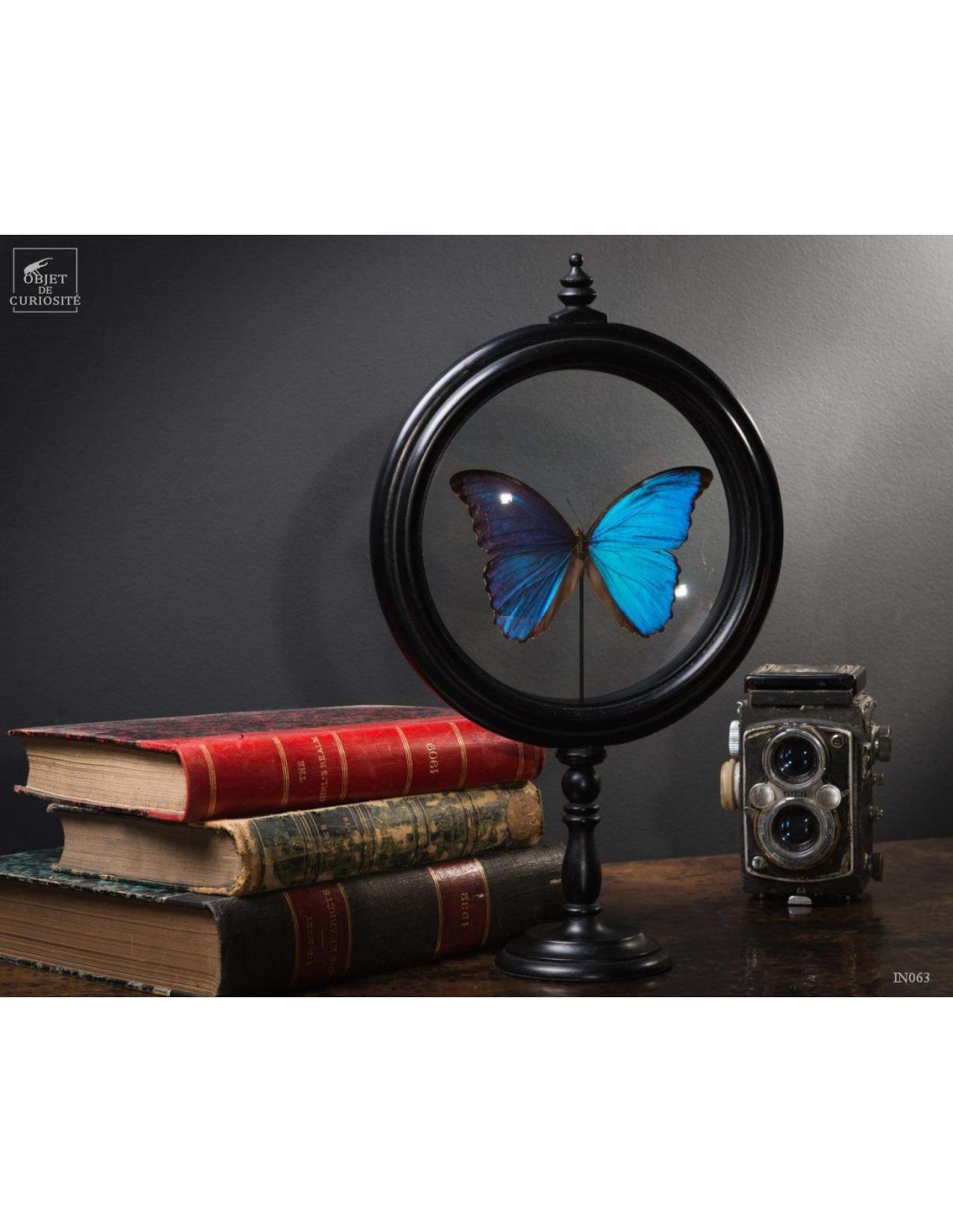 Papillon bleu dans reliquaire GM Papillon bleu dans reliquaire GM