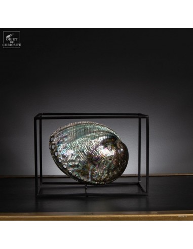 Polished Haliotis iris in cage