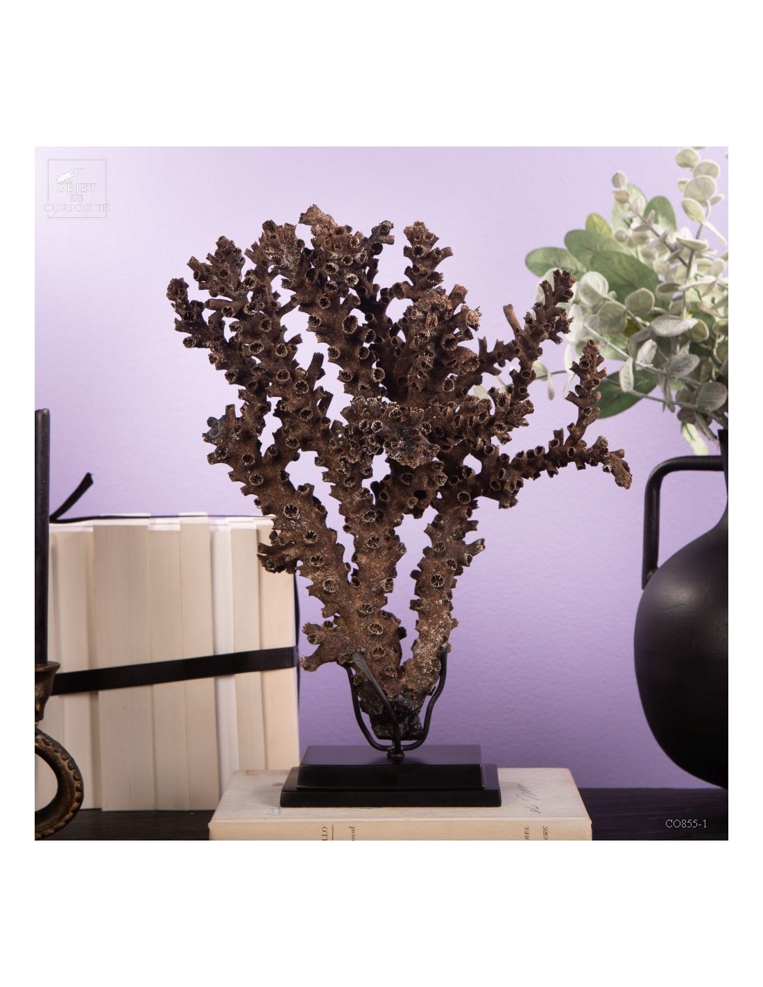 Black coral TUBASTRAEA MICRANTHA