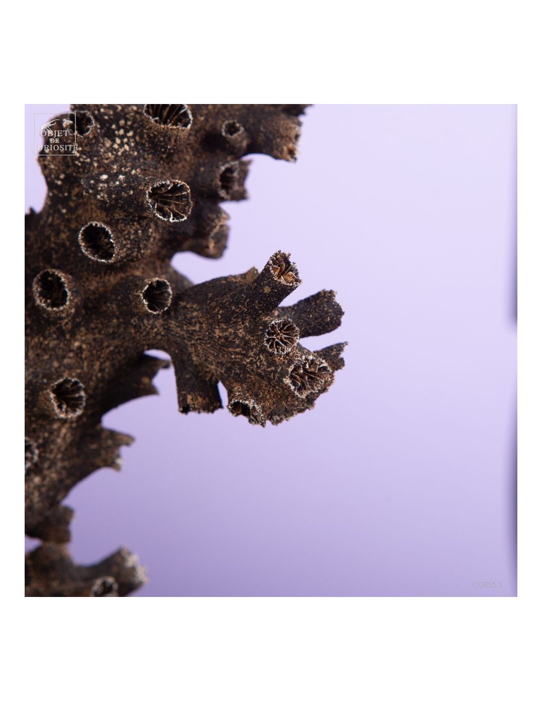 Corail noir TUBASTRAEA MICRANTHA sur base noire