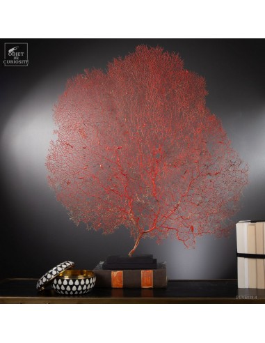 Bright red gorgonian on black base