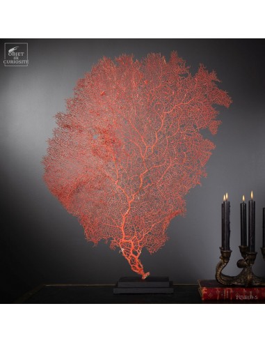 Bright red gorgonian on black base