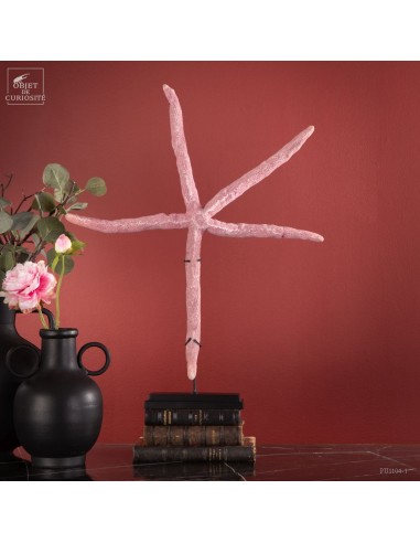 Etoile de mer comète géante