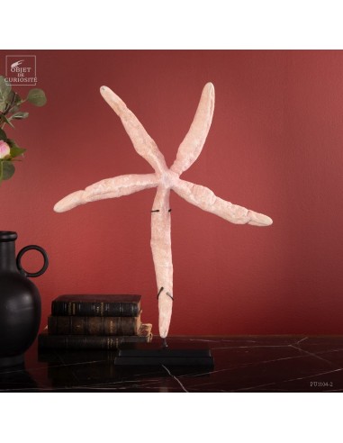 Etoile de mer comète