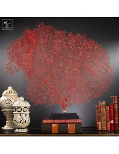 Bright red gorgonian on black base