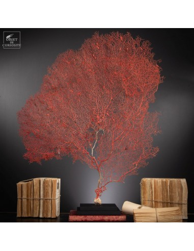 Bright red gorgonian on black base