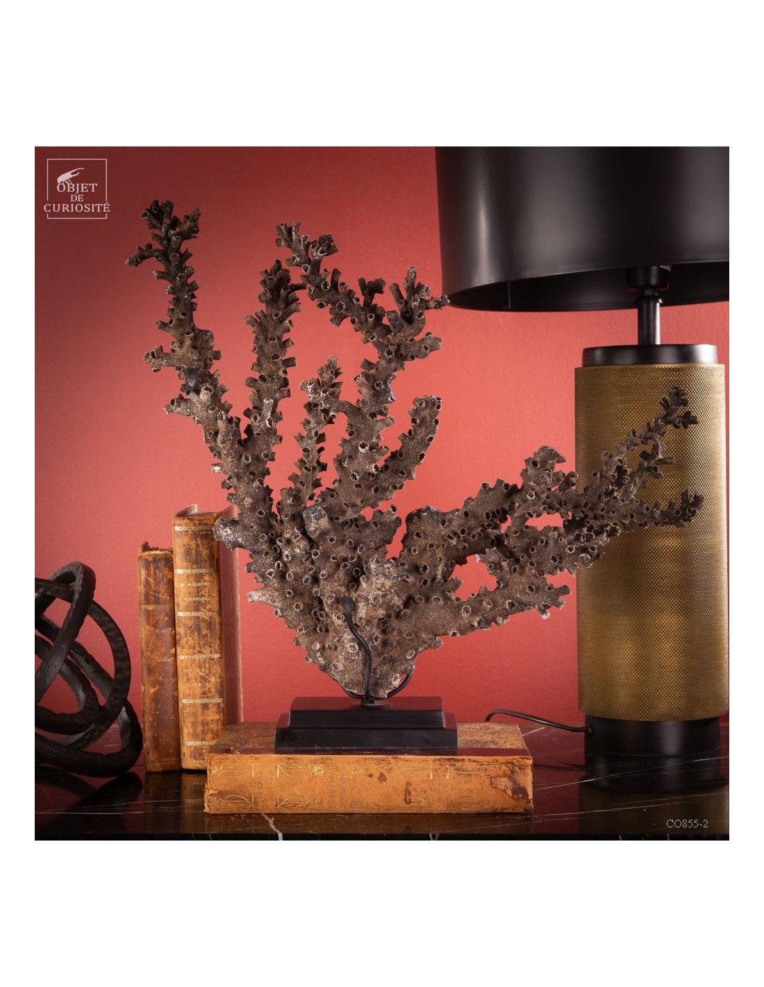 Black coral TUBASTRAEA MICRANTHA