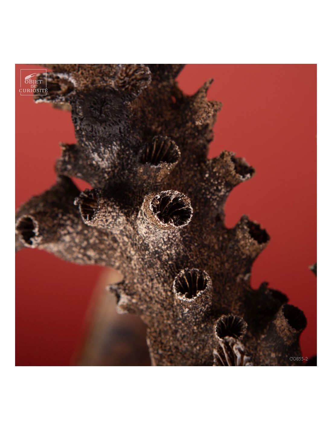 Black coral TUBASTRAEA MICRANTHA