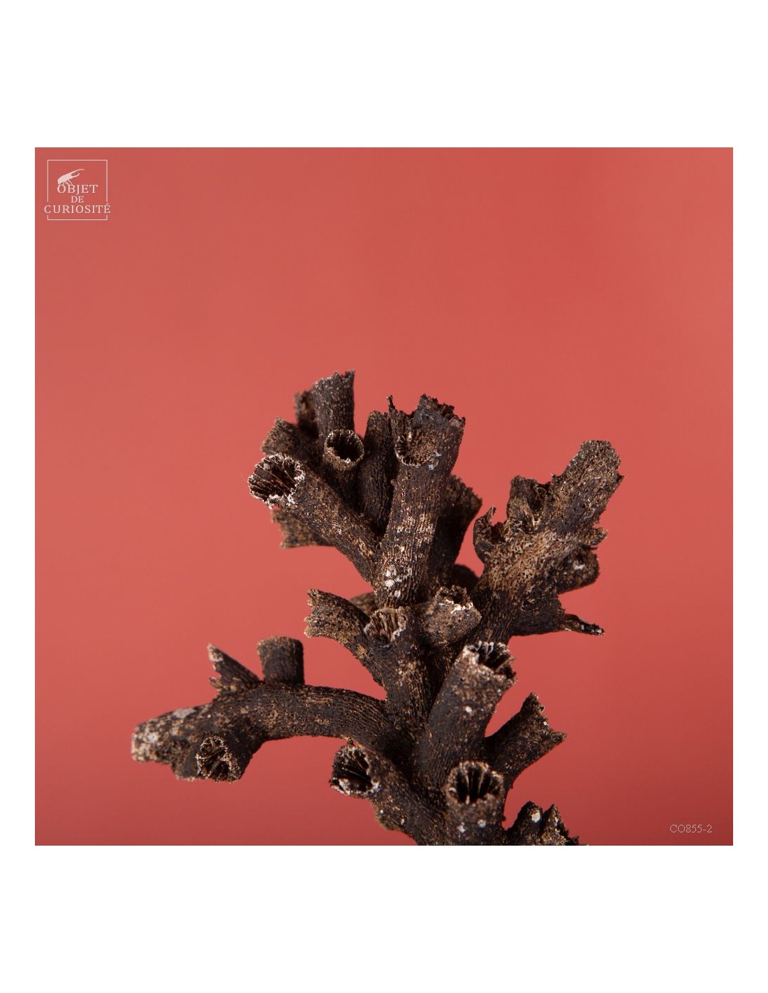 Black coral TUBASTRAEA MICRANTHA