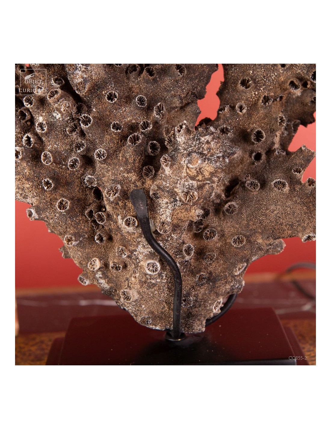 Black coral TUBASTRAEA MICRANTHA