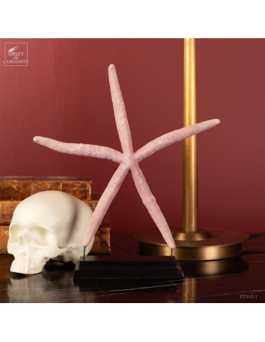 Etoile de mer rose naturelle