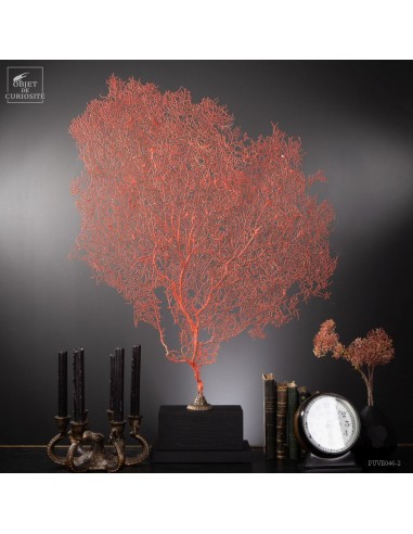 Bright red gorgonian on black base