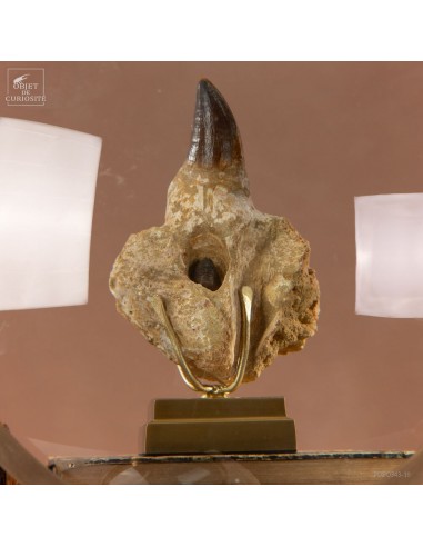 Dent de Mosasaure dans machoire (275g)