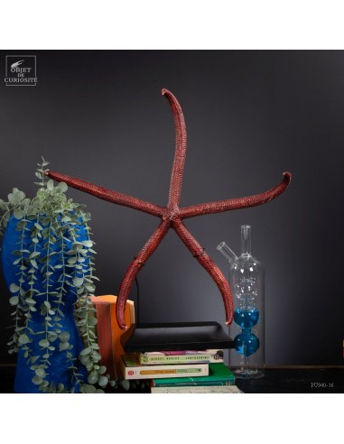 Etoile de mer 5 branches LINCKIA...