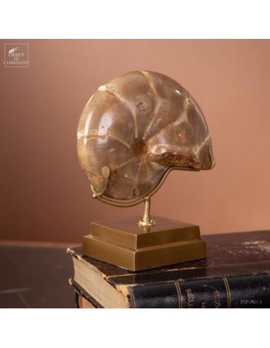 Fossilized amonite with MOP