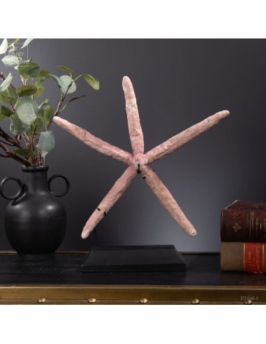 Etoile de mer 5 branches LINCKIA...