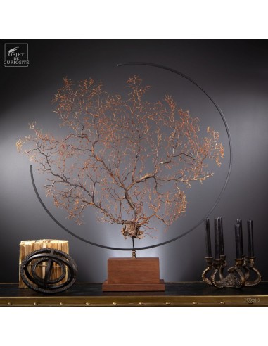 Black sea fan in metal circle