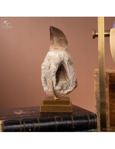 Dent de Mosasaure dans machoire (335g)