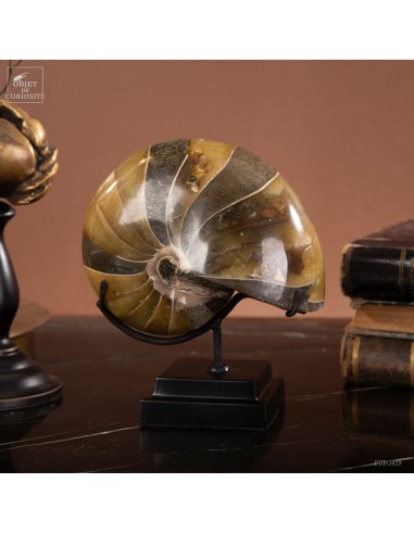 Ammonite nautile à bandes de calcite...