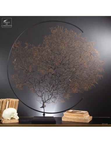 Spicky black sea fan in metal circle