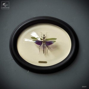 Fragmented titanacris