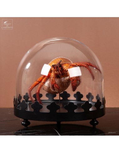 Giant hermit crab from Cebu, under...